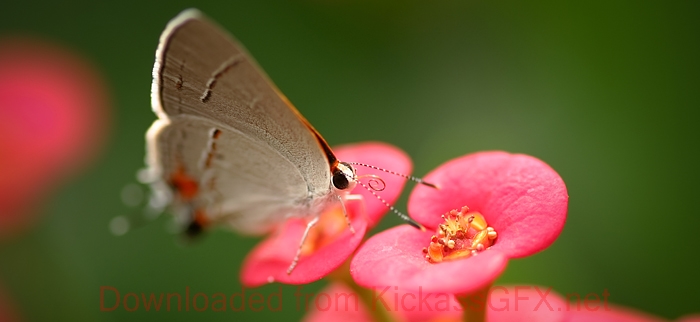 在线短信轰炸测试